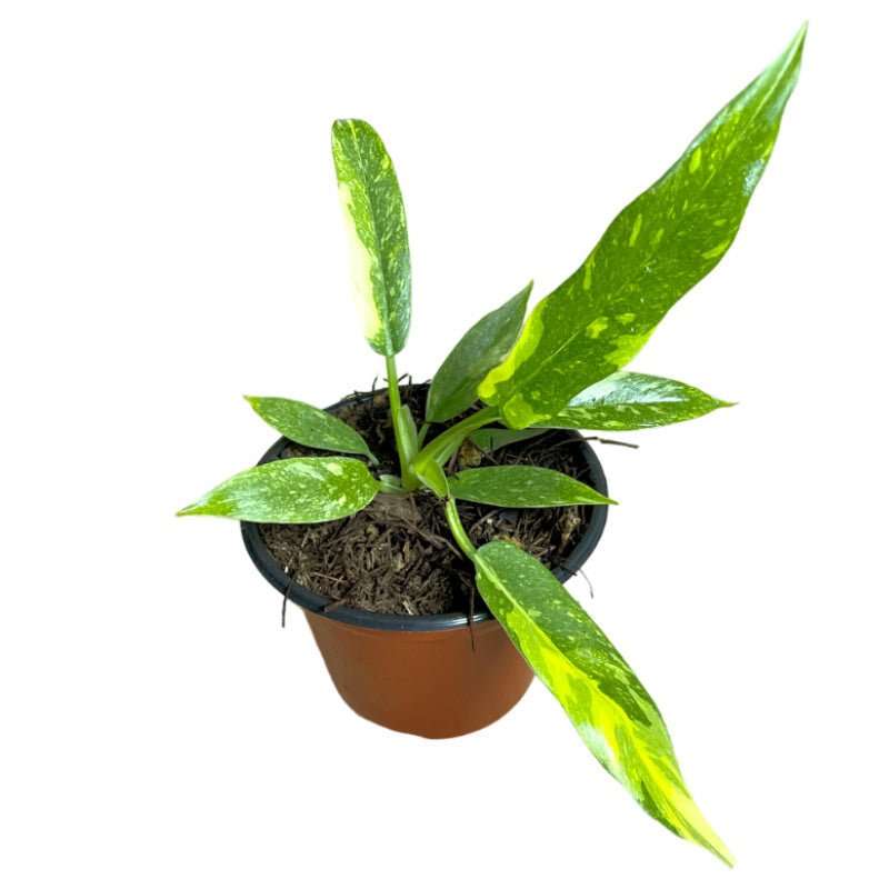 Philodendron Ring of Fire - Planta.do