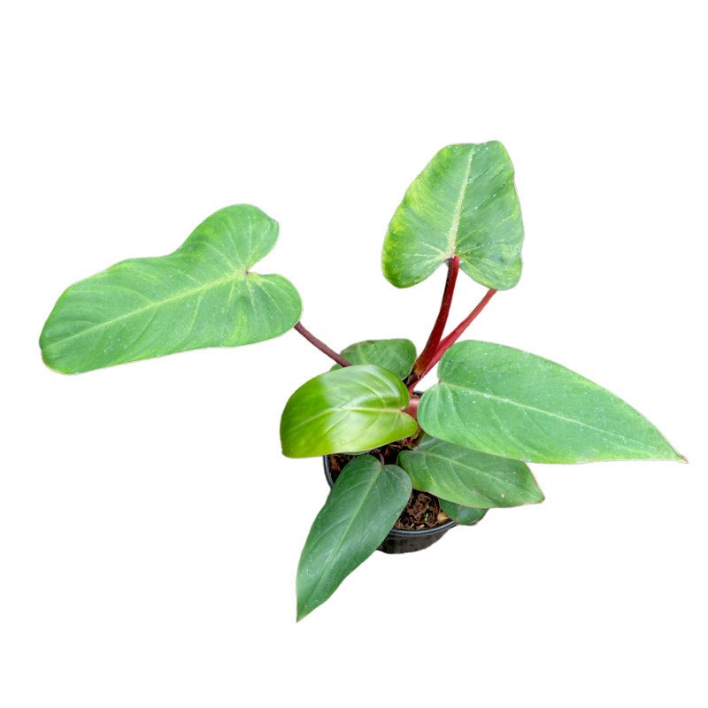 Philodendron Sanguíneo | Philodendron Bipinnatifidum - Planta.do