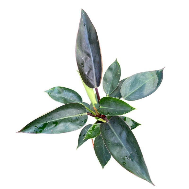 Philodendron Xiao Ping Guo | FIlodendro Pequeña Manzana - Planta.do