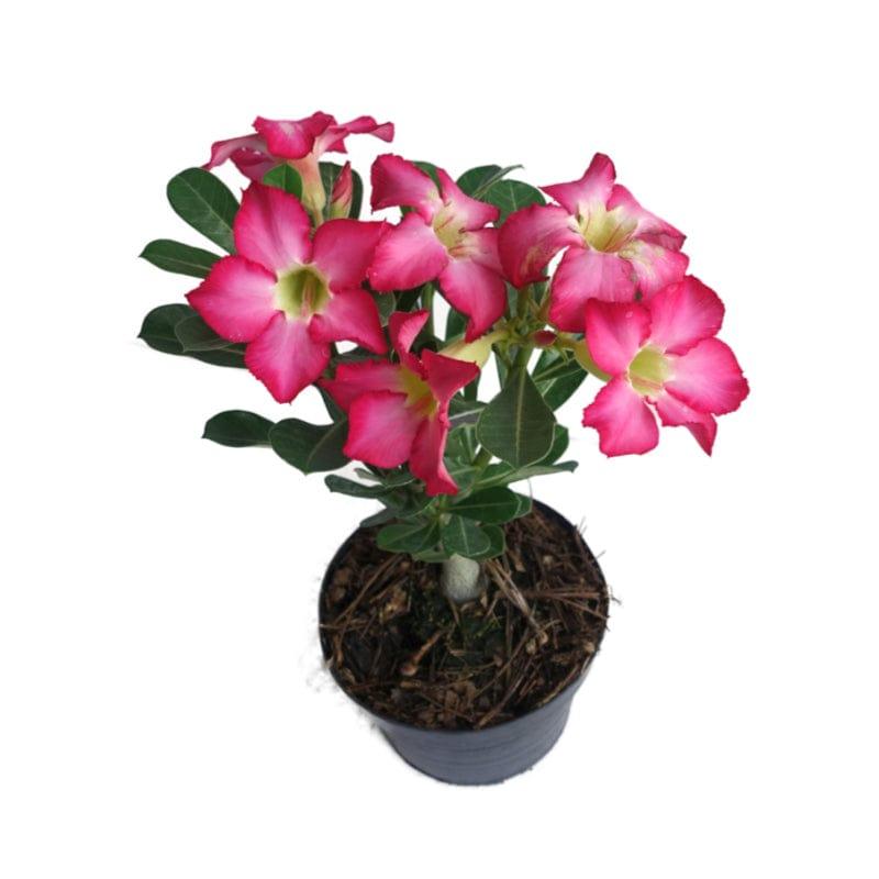 Rosa del deserto (Adenium obesum) - PictureThis