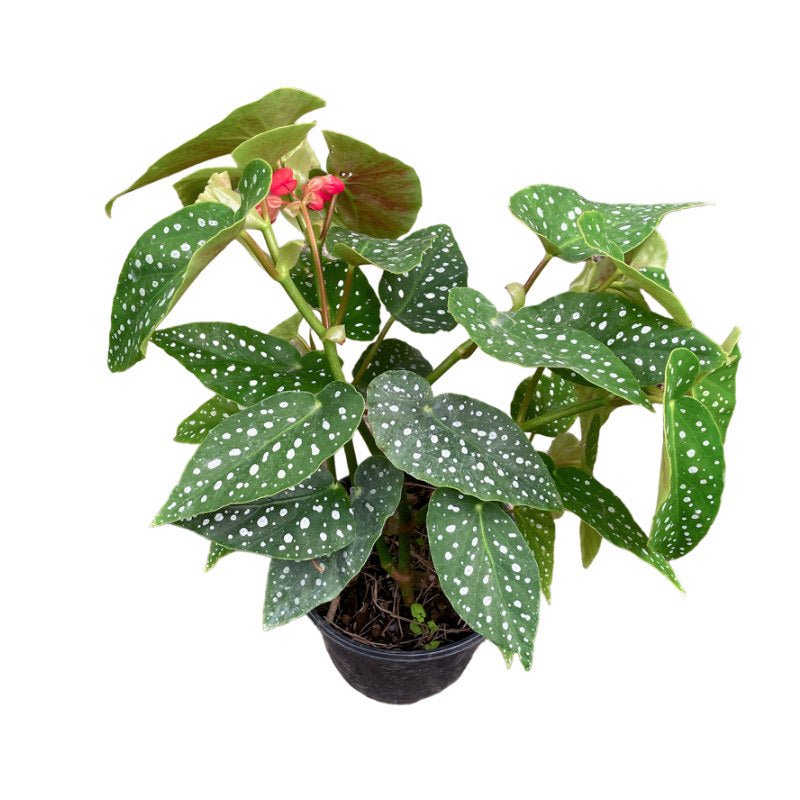 Tamaya | Begonia Corallina 6" - Planta.do