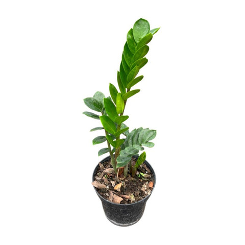 Zamioculcas Zamiifolia | ZZ | Planta Del Dinero